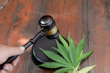 marijuana, hammer and gavel